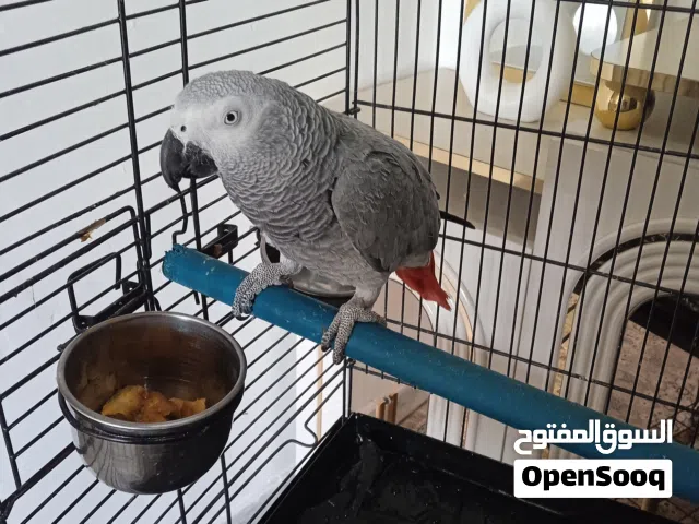 ببغاء الله يبارك يتكلم و ناشط