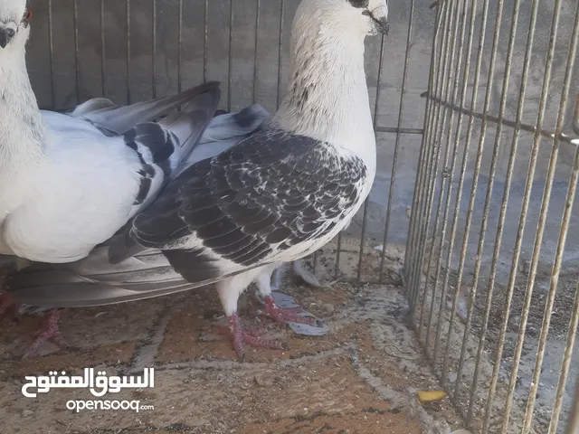 جوز بواز التفاصيل بالتعليقات