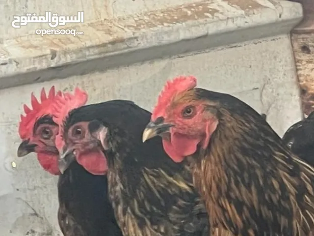 أرغب بموصل (ناقل) دجاج داخل مدينة جدة