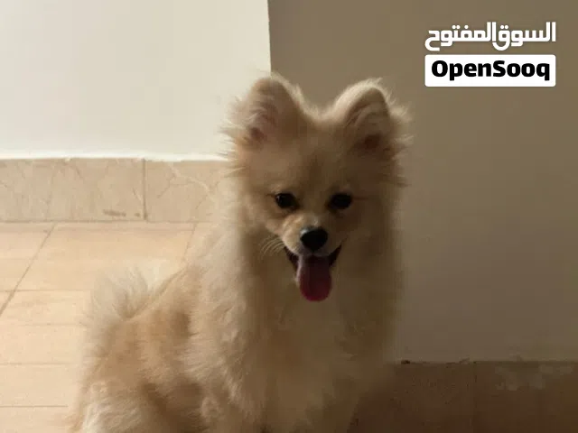 كلب بوميرينان 7 شهور