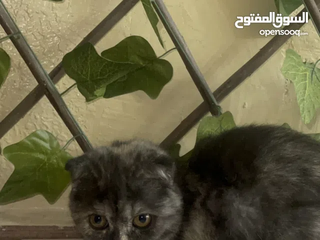 مكس شيرازي واسكوج استريت