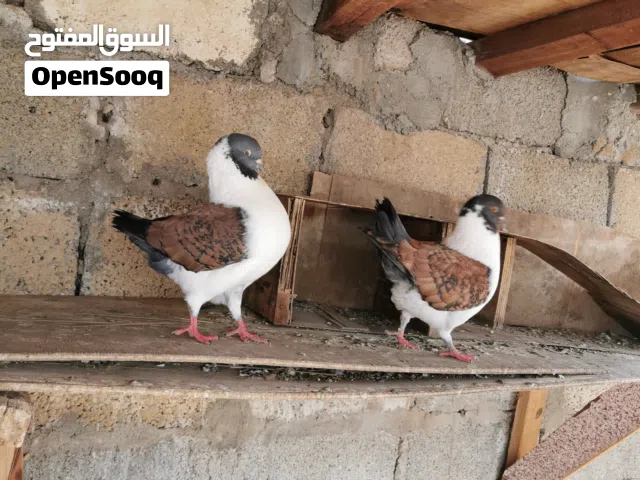 للبيع حمام مدينه  ذكور. او للبدل بزوج مدينه