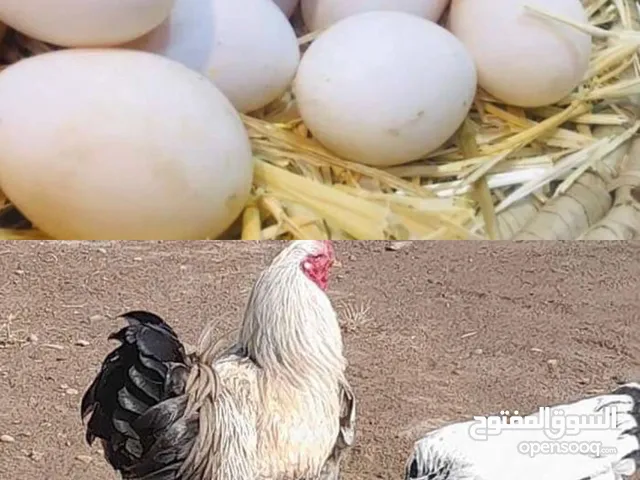 مطلوب بيض دجاج براهما العالي