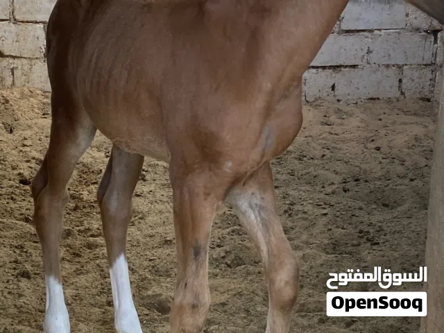 فرس شقراء ربي يبارك دمها ثلات ارباع