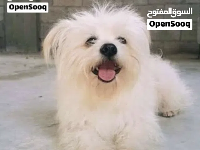 كلب للتبني