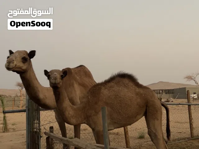 بكره و امها