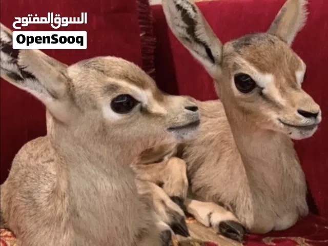 مطلوب غزال صغير في حدود 2000