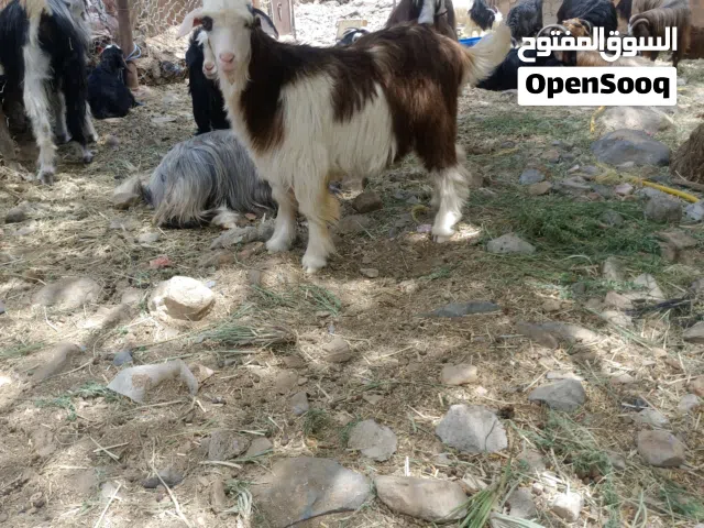 للبيع جدي حلال رحوب فحل انتاجة طيبة لله الحمد