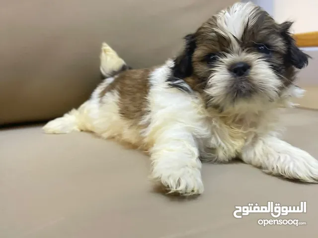 جراوي شيتزو shitzu puppies
