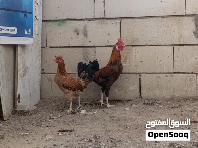 متاح ديج افرك ماكنتوش ودجاجه فركه