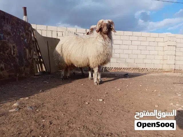 توم كباش عواس للبيع