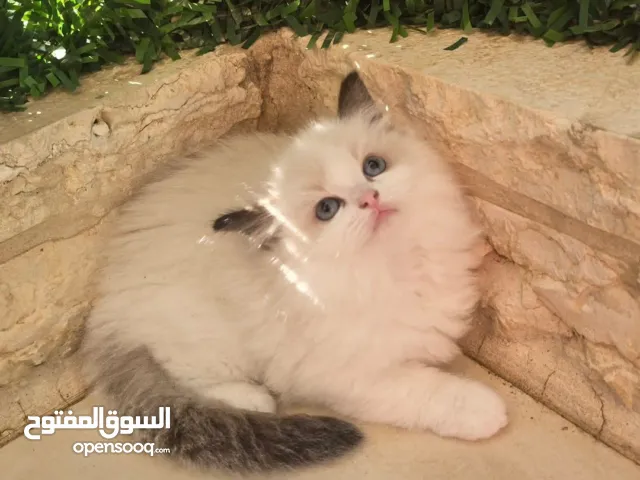 قطط راغدول دم صافي