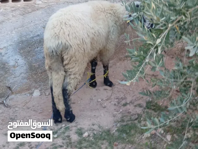 جزار متنقل لحام متنقل