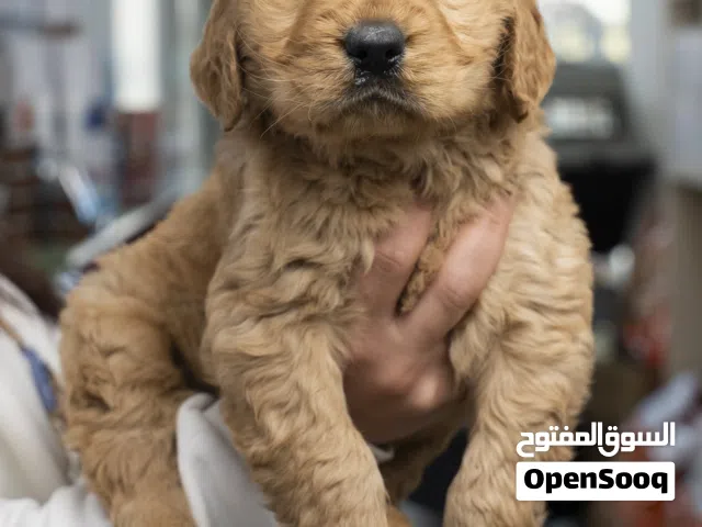 جراء puppies متنوعه باسعار مغريه مع جميع مستلزماتو والمطاعيم وجواز السفر والفحص