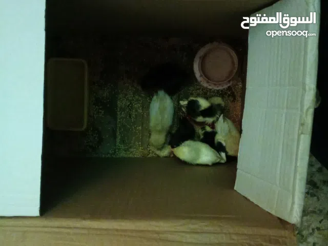 دجاج عصفور للبيع