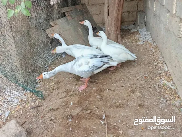 وز جميلات ويصلحن حل البيض والتربيه