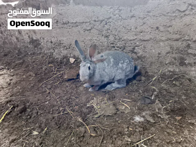 ارانب بلدي وفرنسي وبناديق