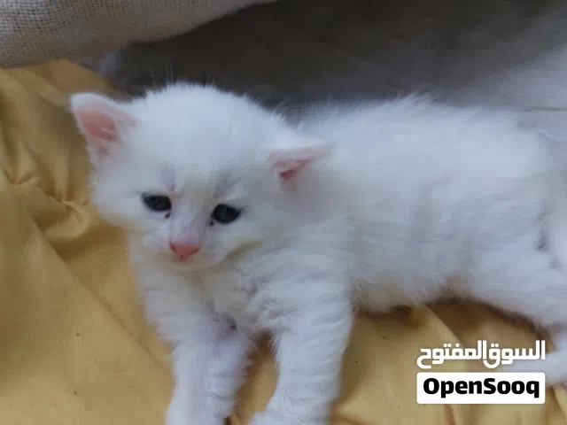 قطه صغنوطه للبيع بداعي الطفر