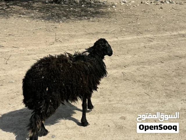 للبيع كبش عماني