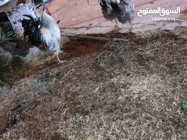 دجاج للبيع ديج لابيض ودجاج ثنين لبيض امريكيات وهذن ثنين لحمر دجاج عرب اصلي بياضات كلهن