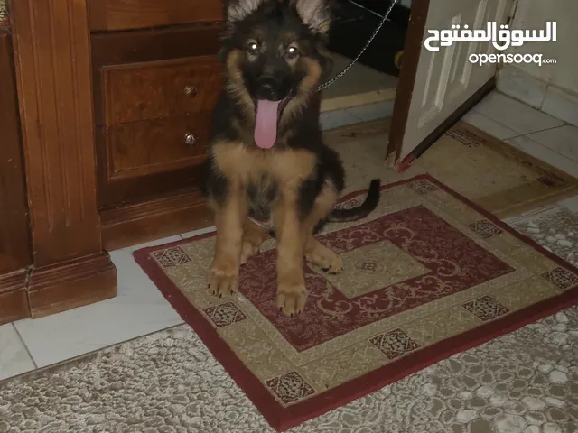 جيرمن شيبرد بيور مطيع جدا