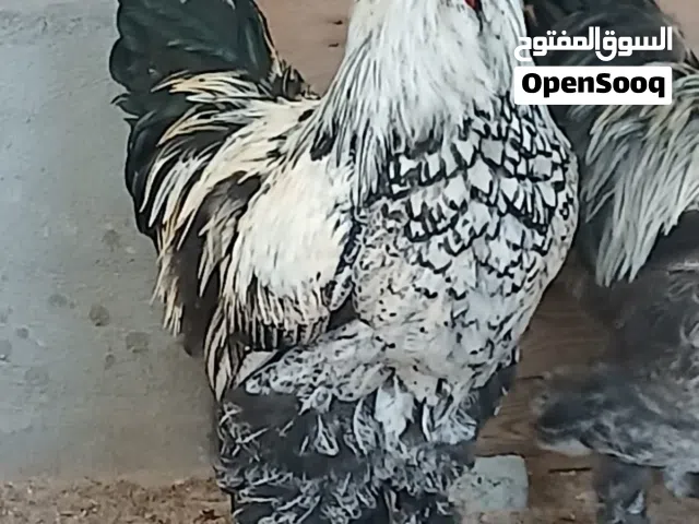 دجاج برهامه