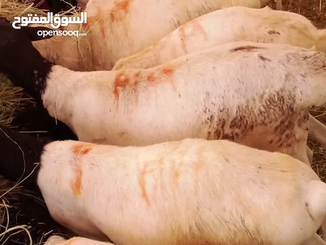 عروض الجملة – برابر وتيوس بأسعار مميزه