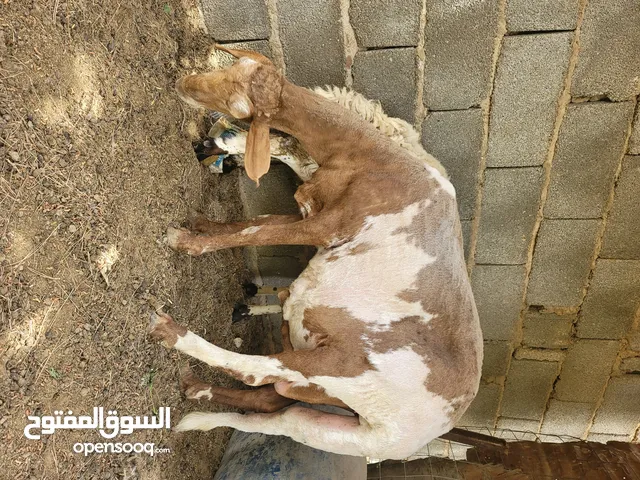 نعجه للبيع تواصل ع رقم مكان ورشفانه للبيع