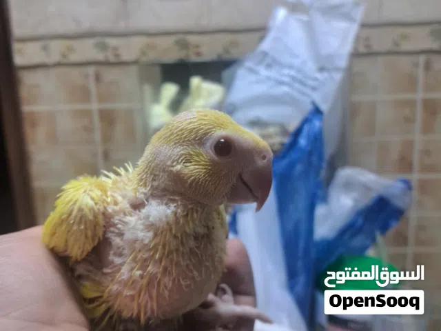 للبيع فروخ متاتو صفران