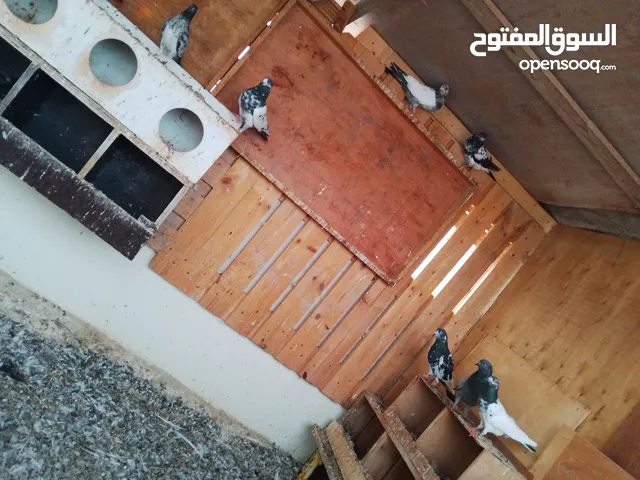 حمام باكستاني