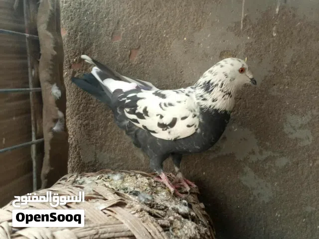 حمام متنوع 10 طيور للبيع "شلع" لقطة