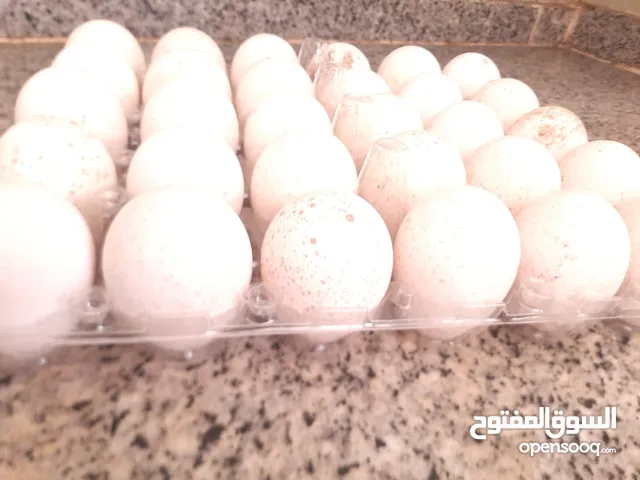 بيض عماني مهجن