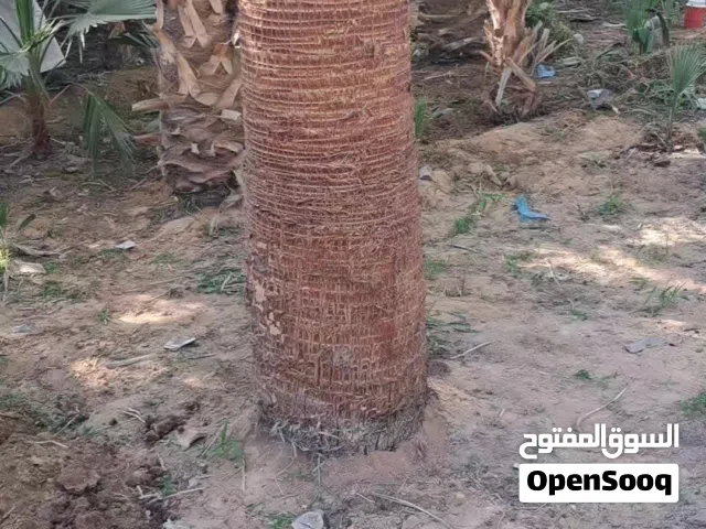 نخل واشنطن زينه للبيع