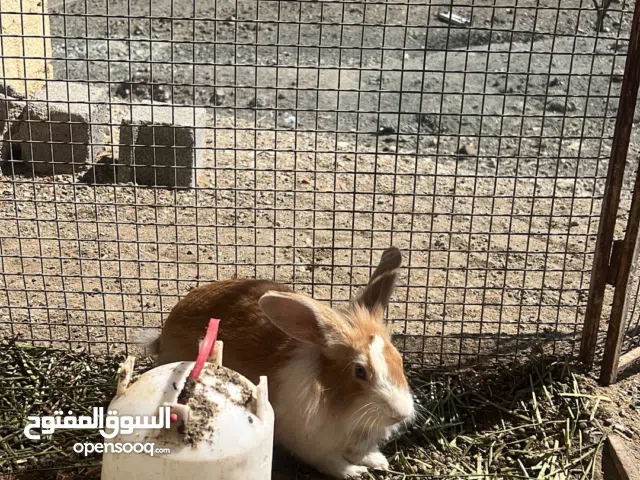 أرنب هولندي