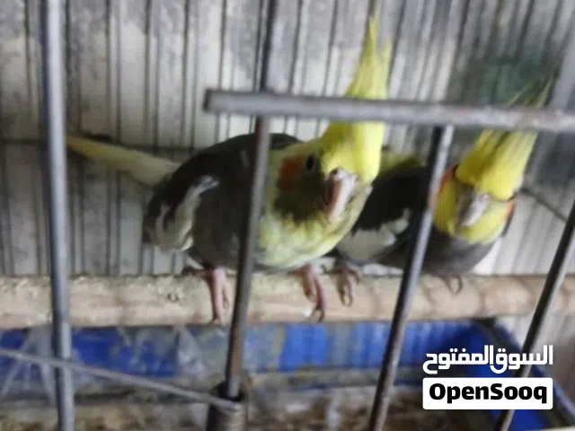 جوز كوكتيل للبيع