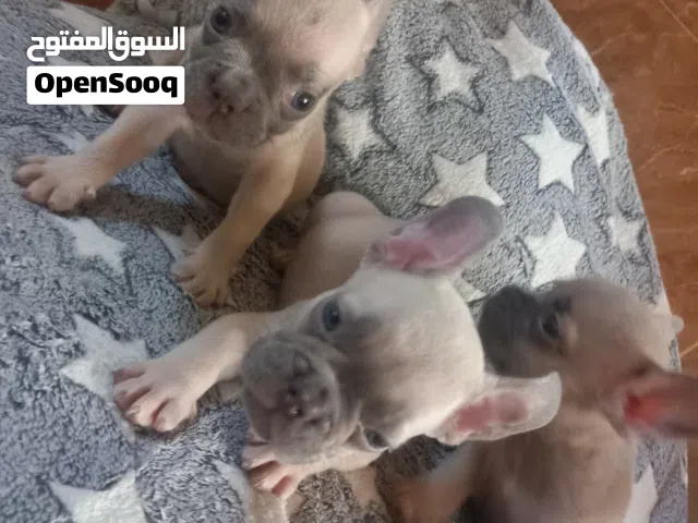 French bulldog