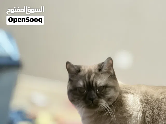 قطة انثى تطلب تزاوج