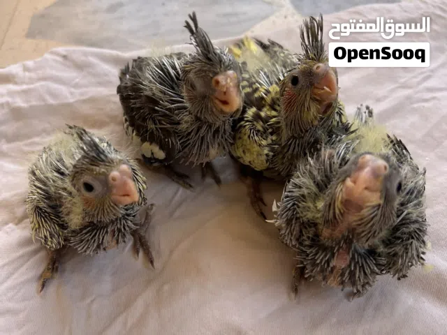 فراخ كوكتيل للبيع بسعر مناسب
