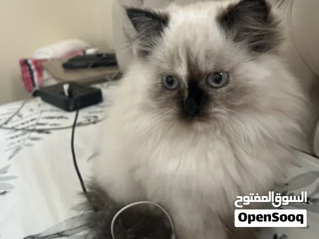 قطه هيمالايا انثي العمر 4 شهور كثير بالجواز والتطعيم كامل من ام وأب هيمالايا بيور فريند مع الأطفال