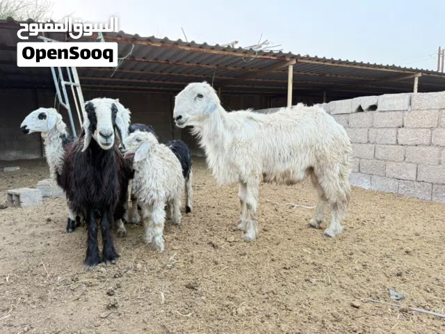للبيع غنم أضاحي للعيد