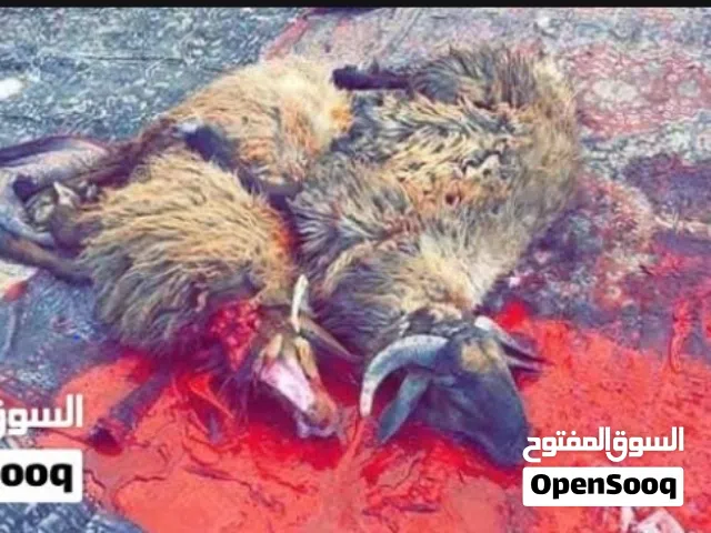 لحام متنقل