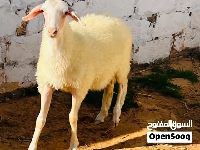 حوليه وطنيه العمر 3شهور السعر 1150