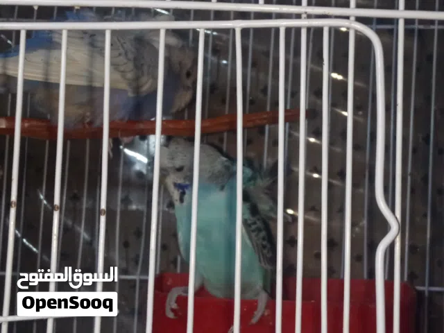 اربع جواز حب شغالات 100% الله يبارك لصاحب النصيب