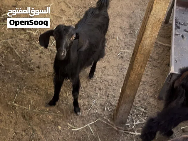 صخلان للبيع
