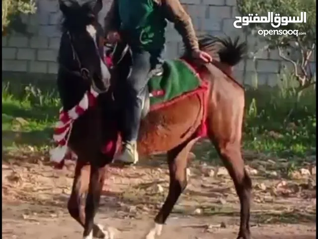 مهرة للبيع