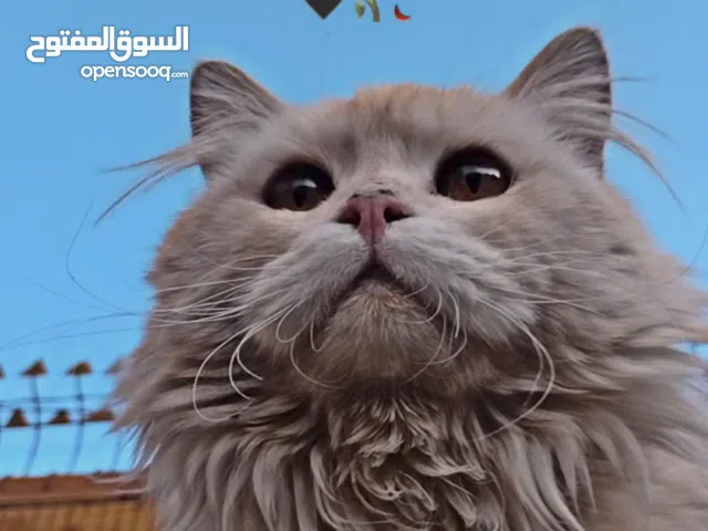 اقط هملايا باسعر 8000 الف اقرأ الوصف الذي يوجد في الصورة رقم 2