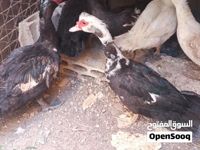 خمس أناتي وذكر شغلات