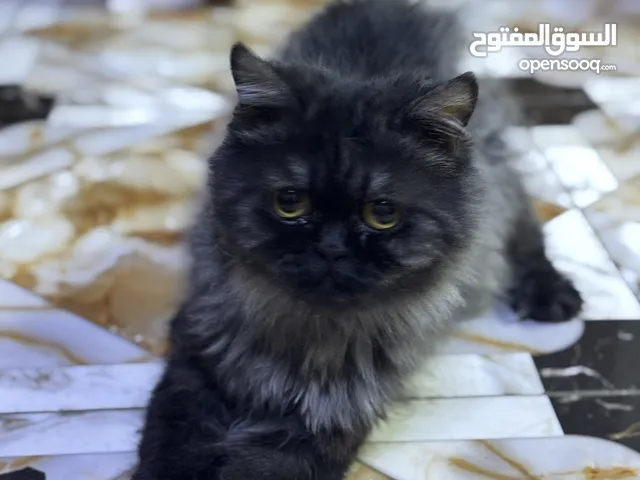 قطط شيرازي عمر شهرين و 25 يوم الام بيبي فيس
