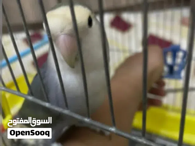 بركديلو ربي يبارك العمر 7لي8 160السعر النهائي نص ترويض منزلي معا القفص والحضانه