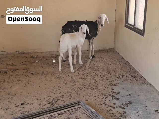 جاعده نجديه اصل مع بنتها من كبش حري معرف يوجد فيديو ع الوتساب